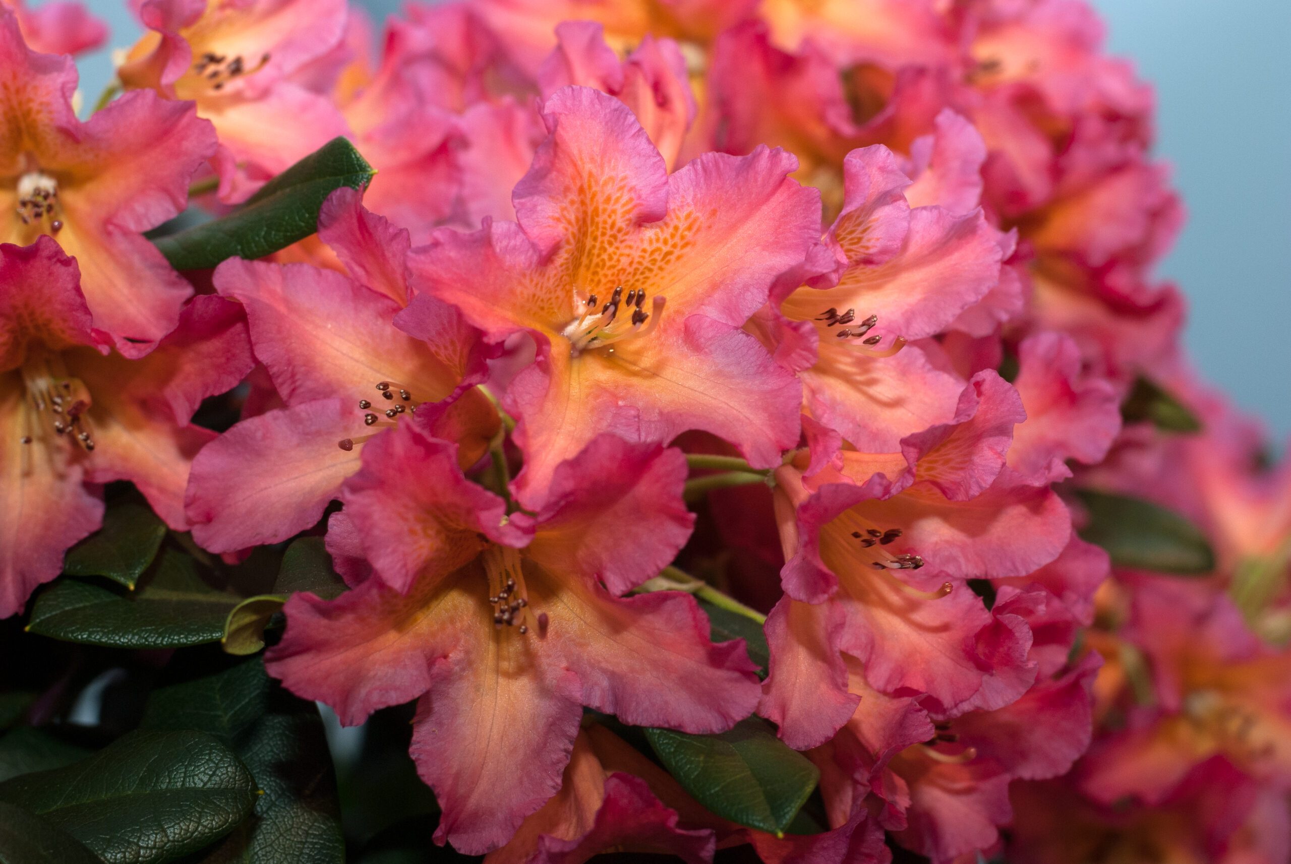 Rhododendron Hybride - Golden Gate