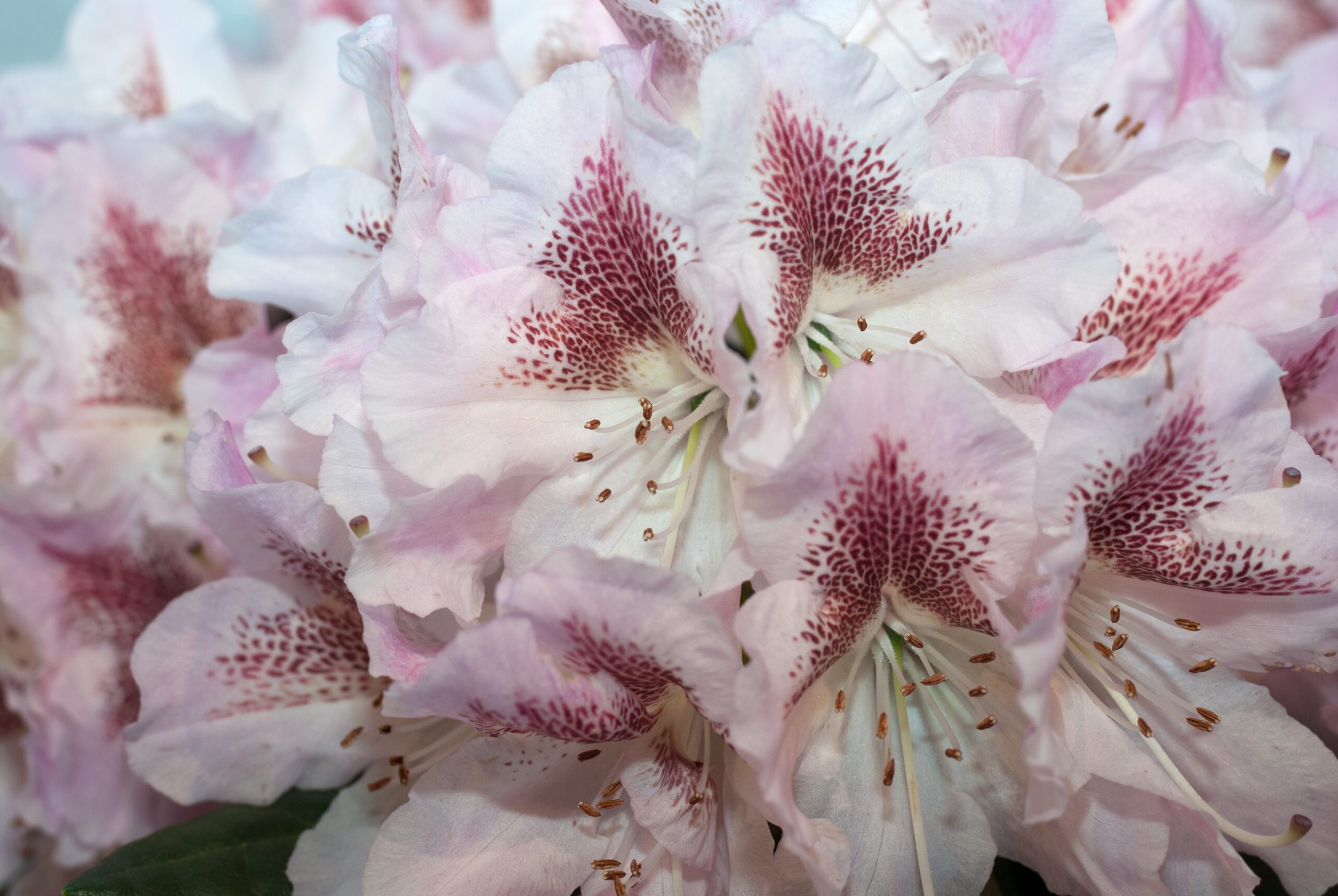 Rhododendron Hybride - Cosmopolitan