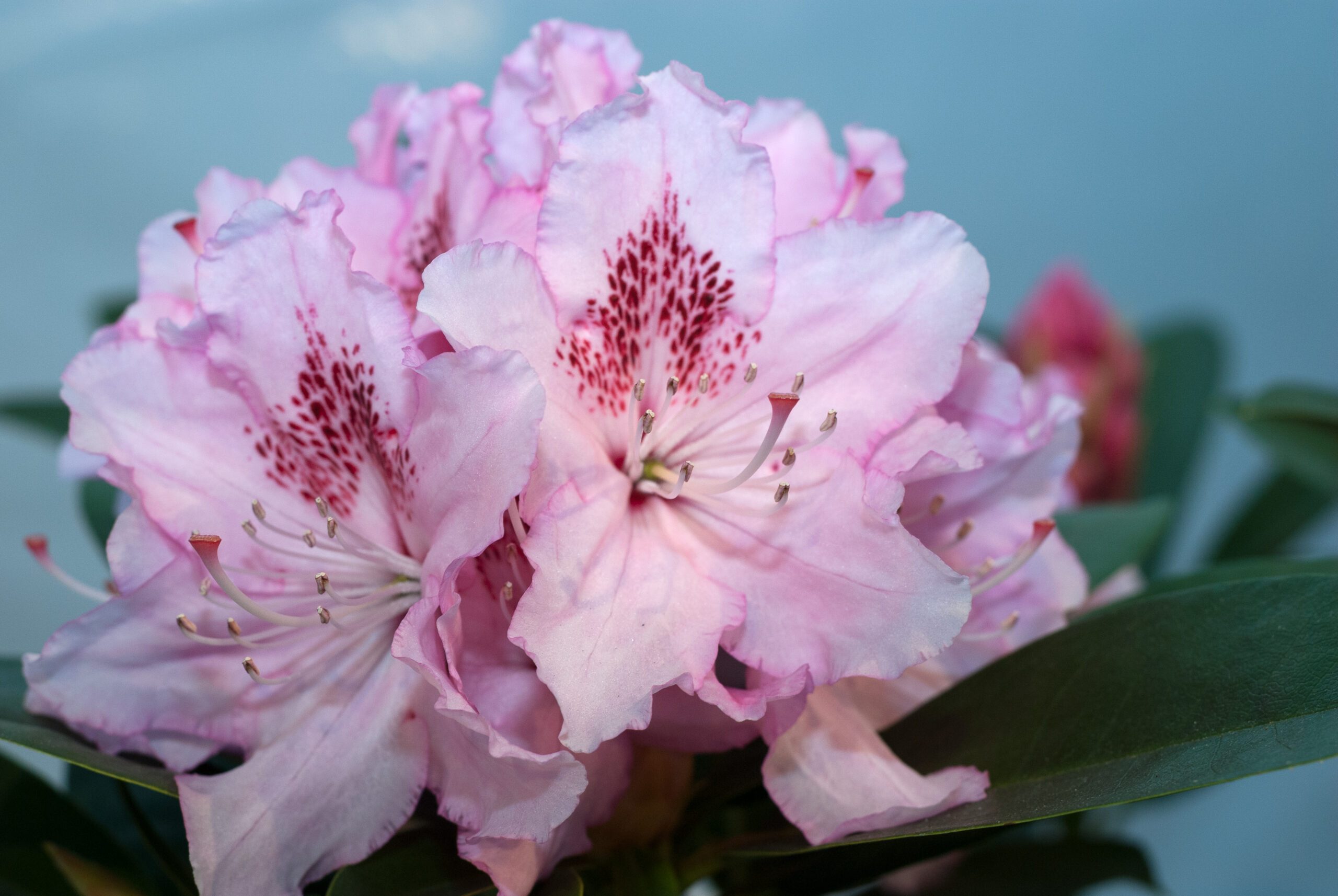 Rhododendron Hybride - Dr. A. Schweitzer