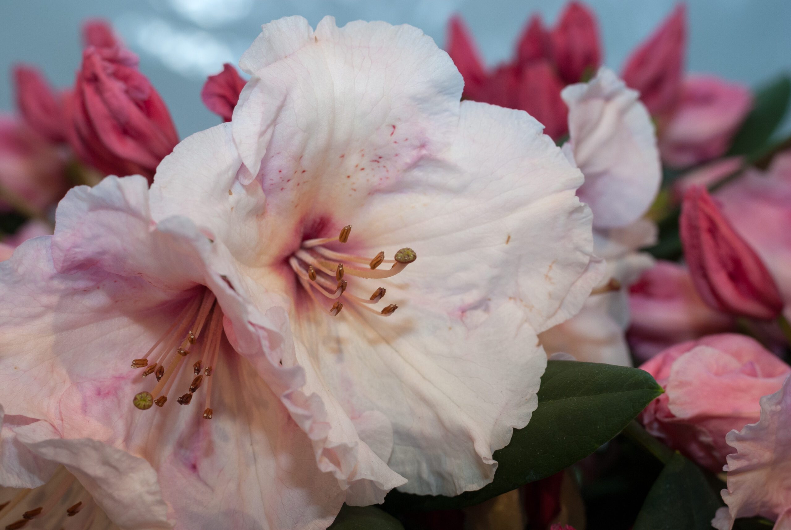 Rhododendron Hybride - Virginia Richard