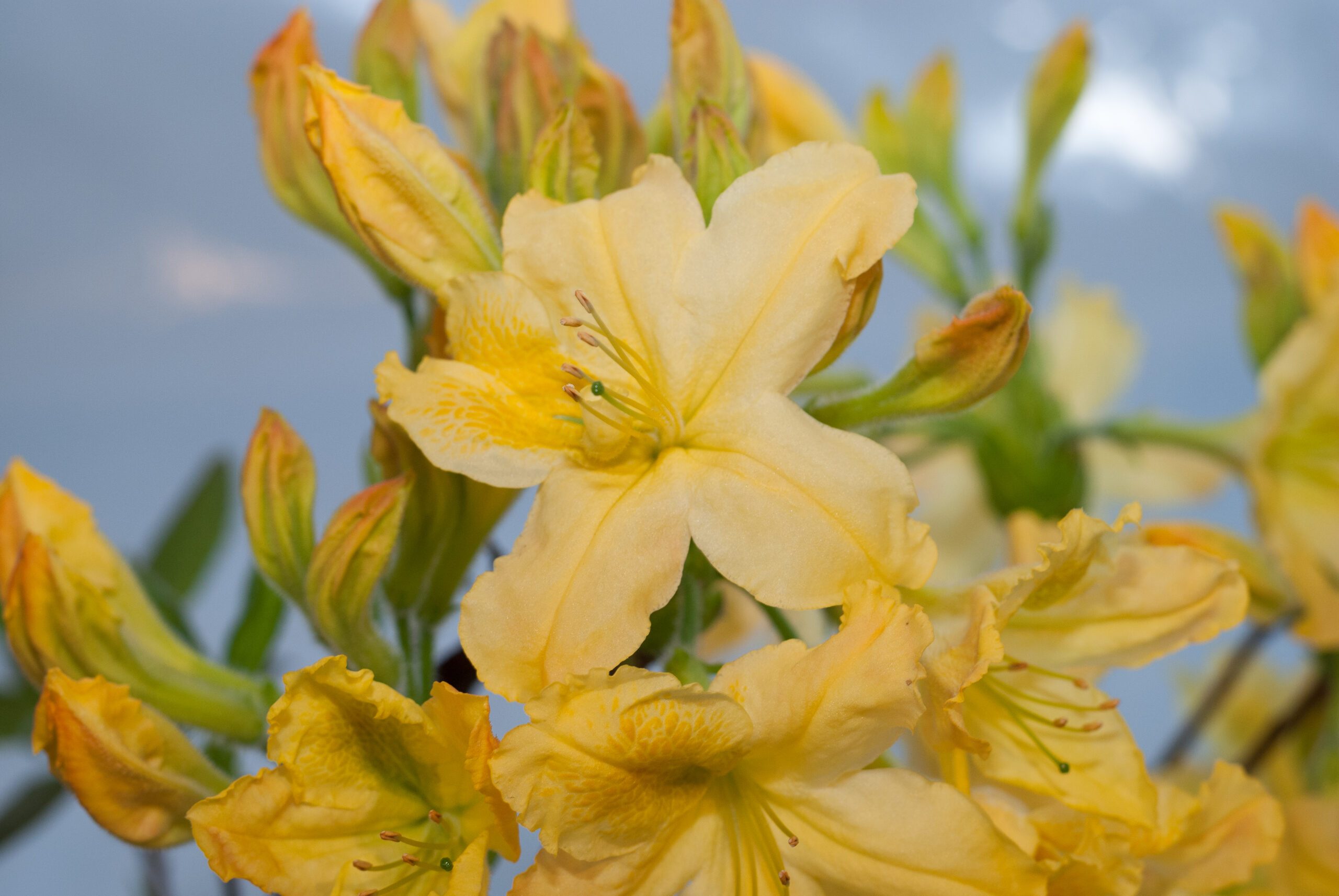 Azalea Knaphill - Harvest Moon