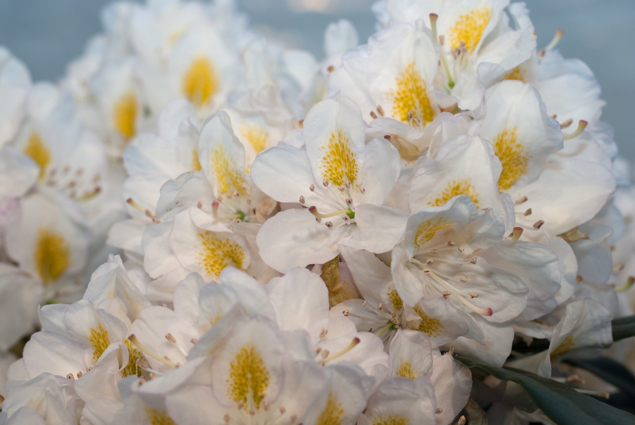 Rhododendron Hybride - Madame Masson