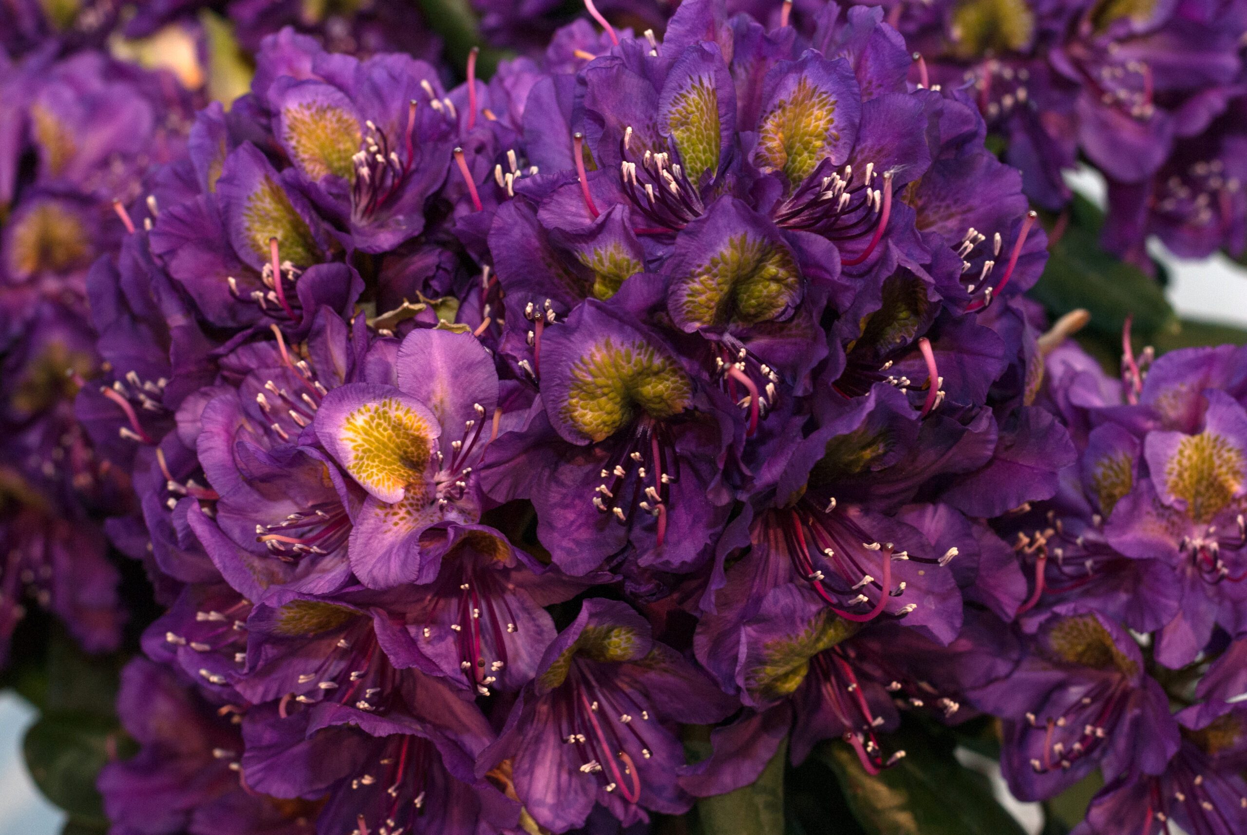 Rhododendron Hybride - Marcel Menard