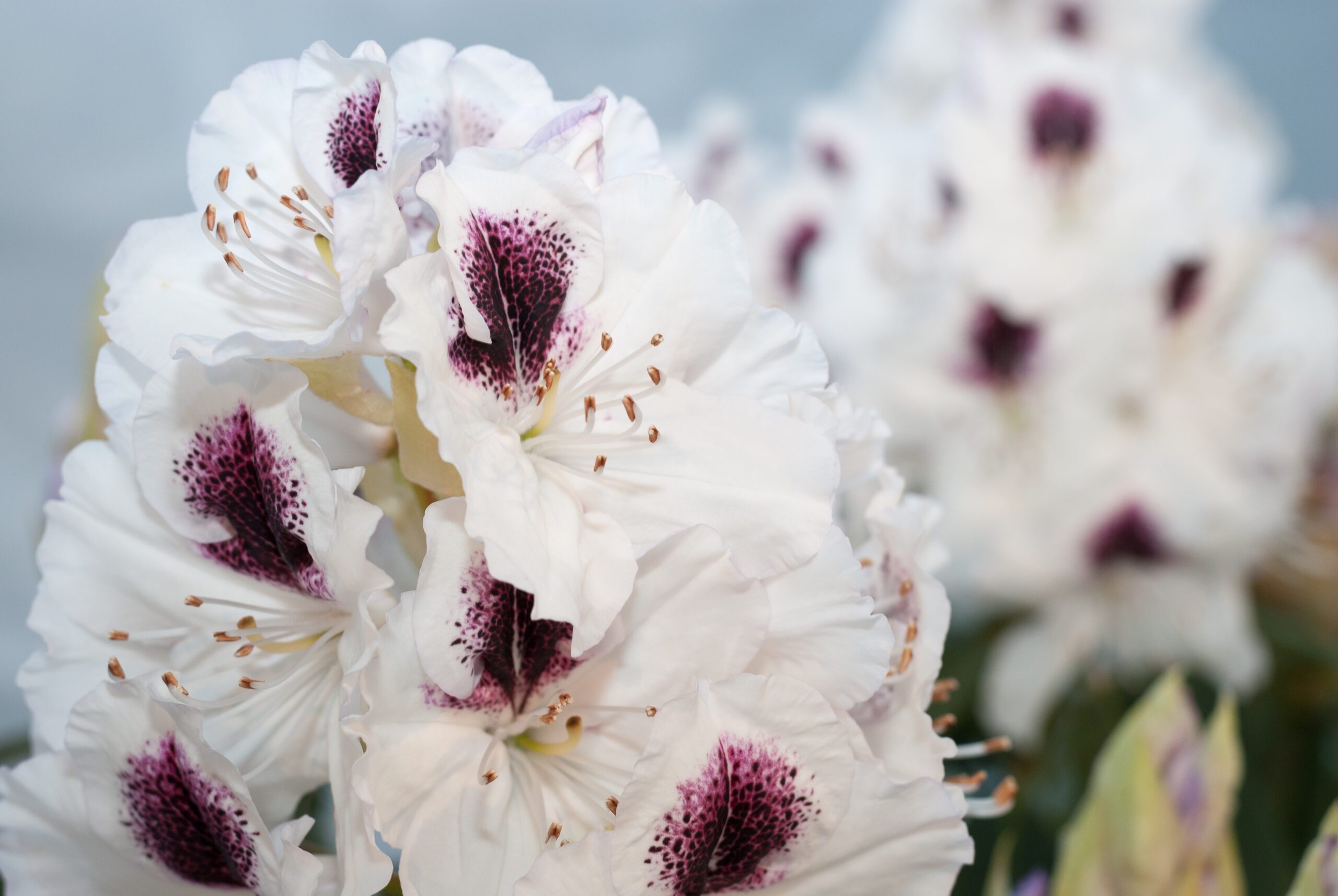 Rhododendron Hybride - Sappho