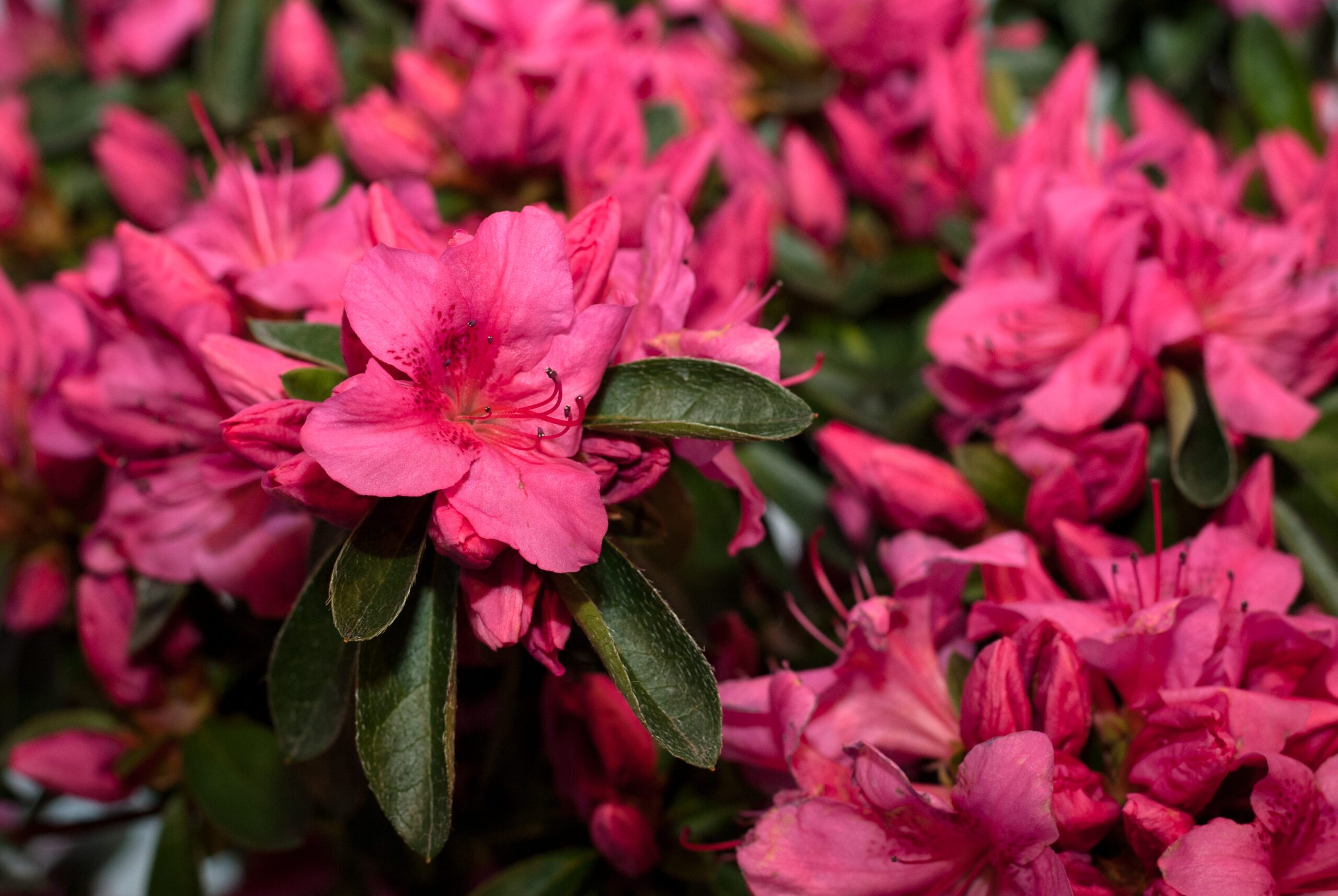 Azalea Japonica - Gorbella