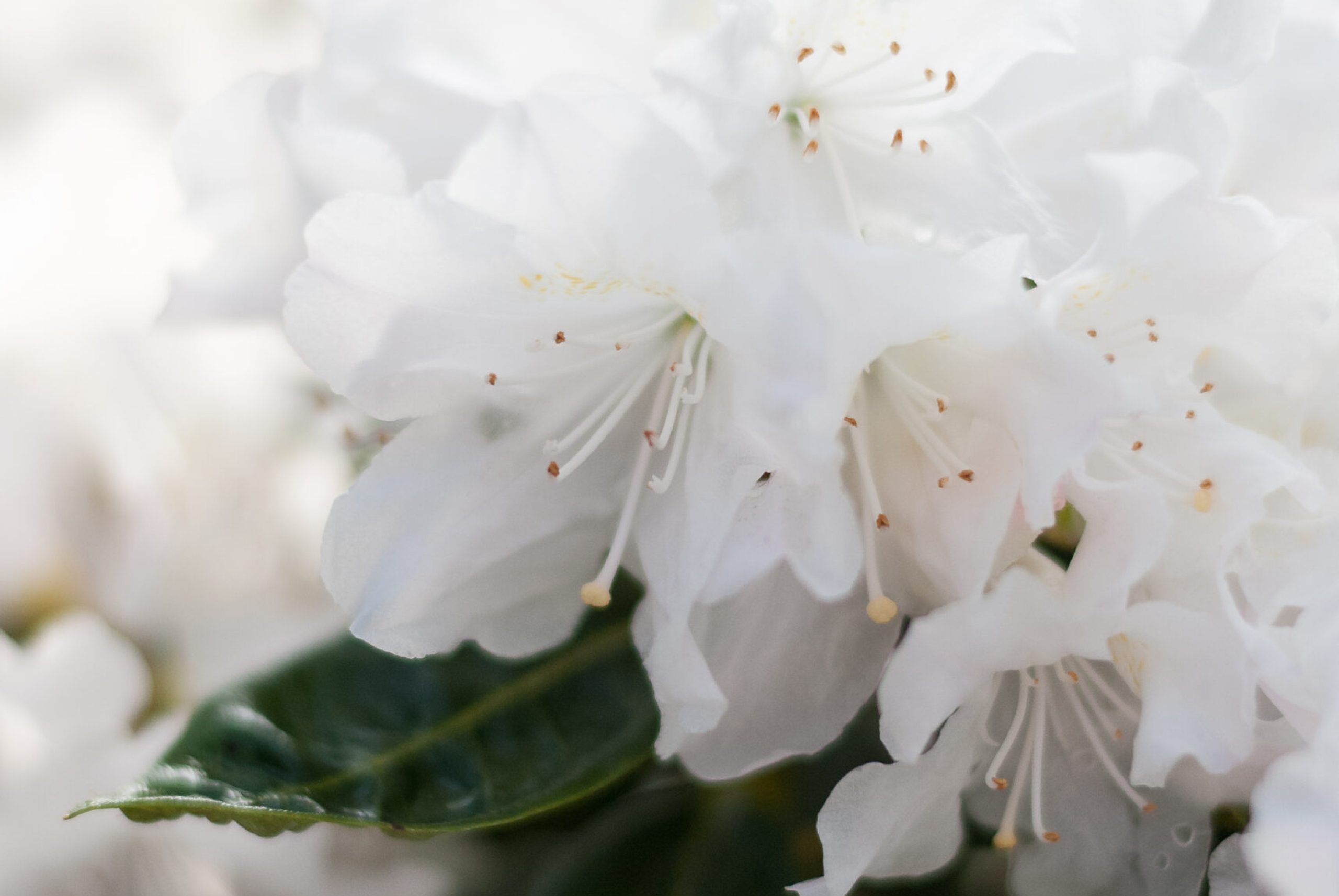 Rhodo repens - Dora Amateis