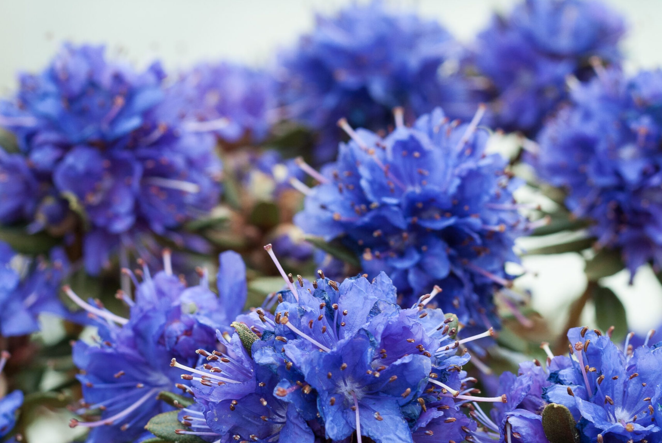 Rhodo repens - Azurika