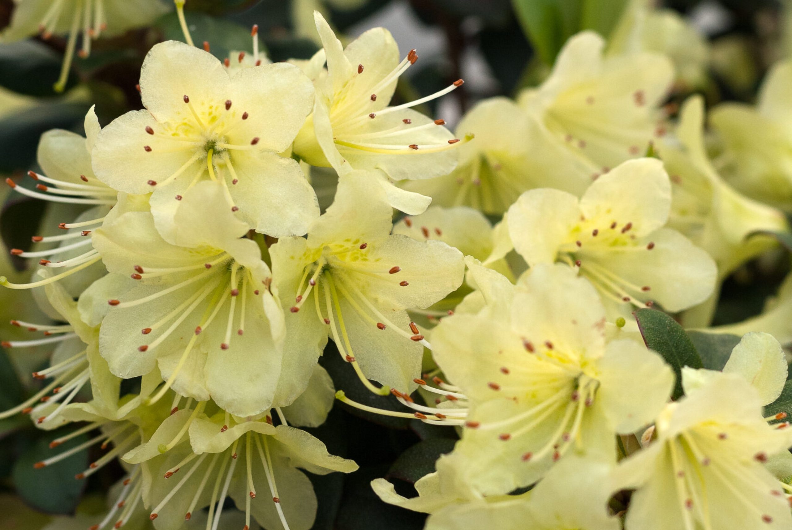 Rhodo repens - Princess Ann