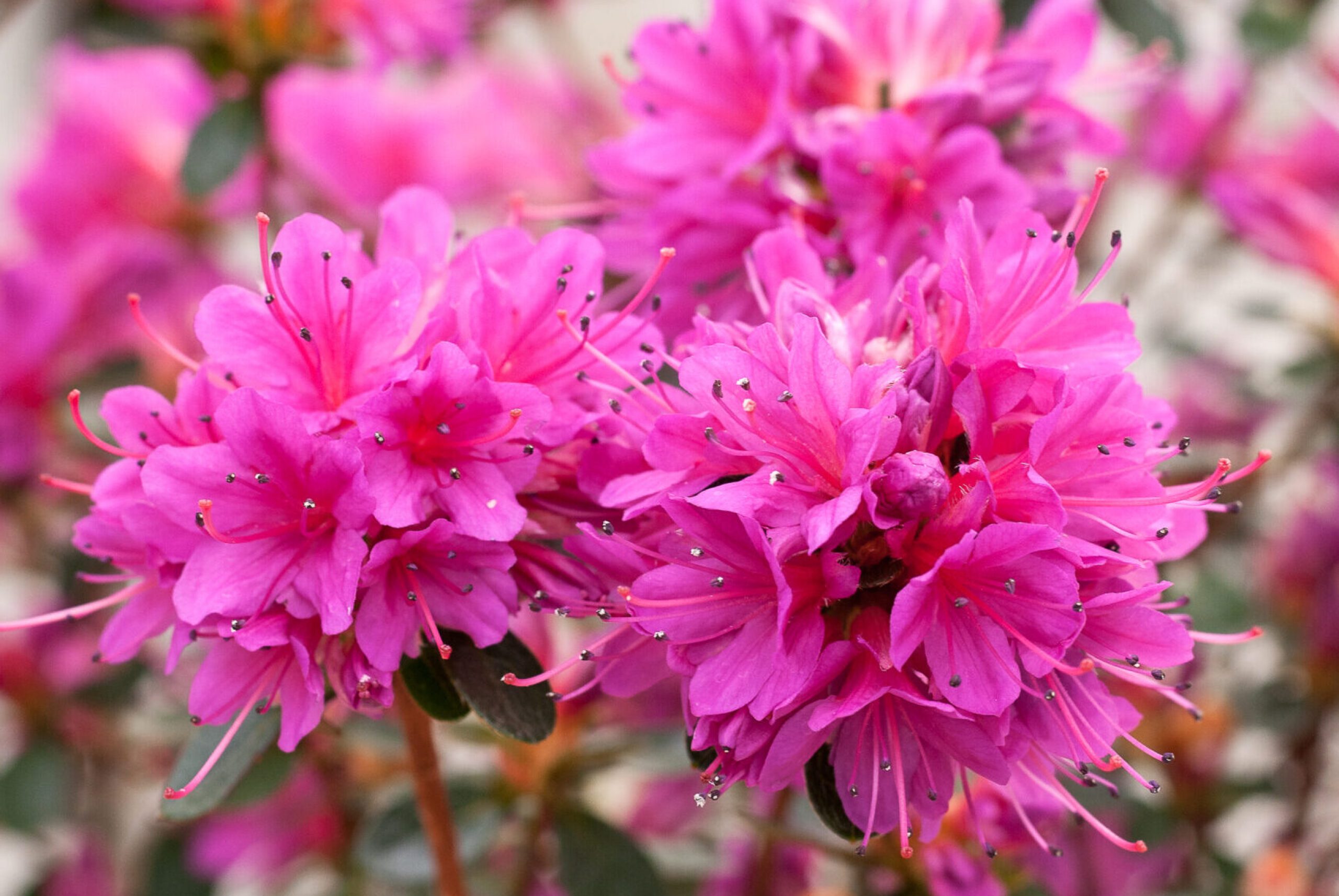 Azalea Japonica - Amoena