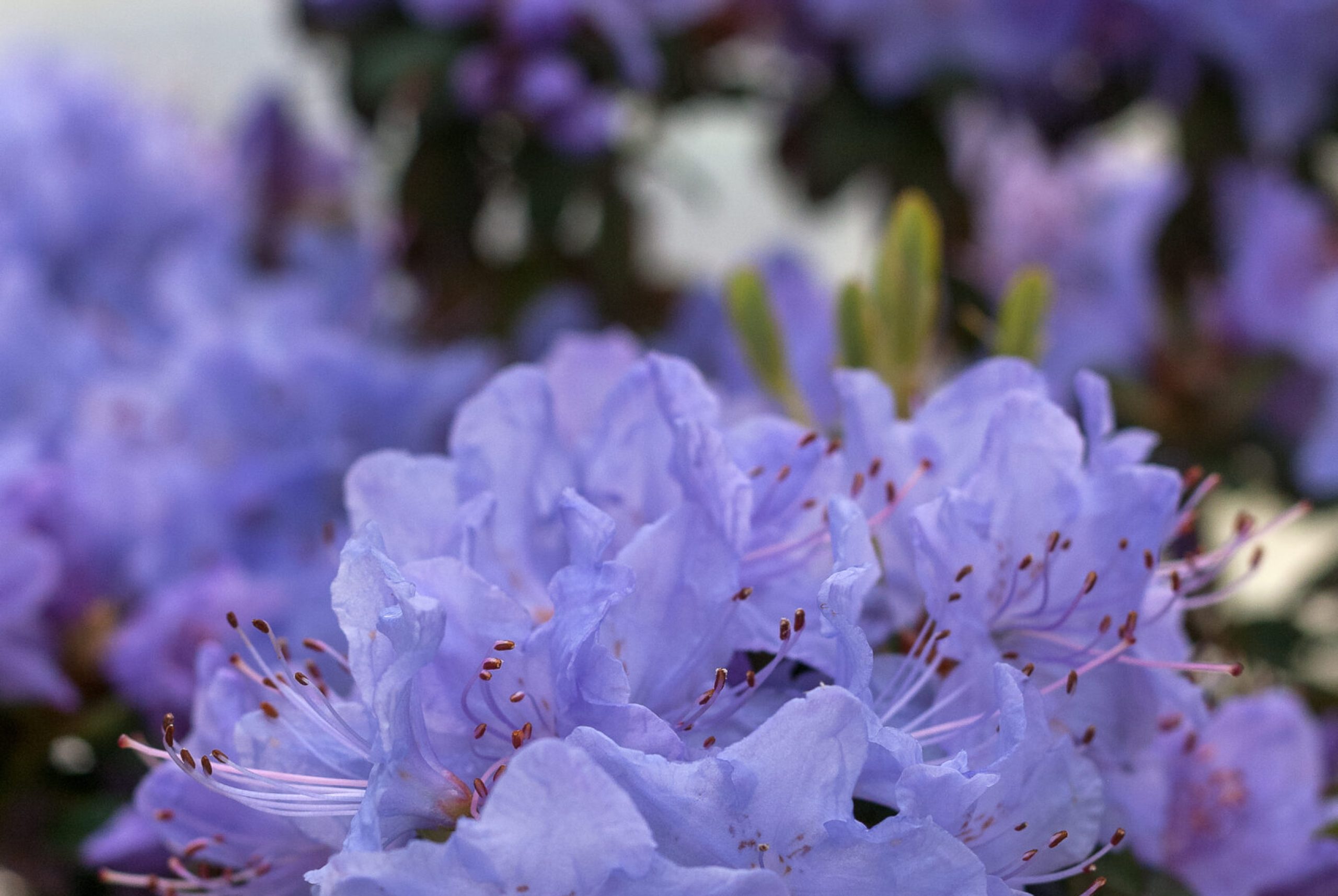 Rhodo repens - Blue tit