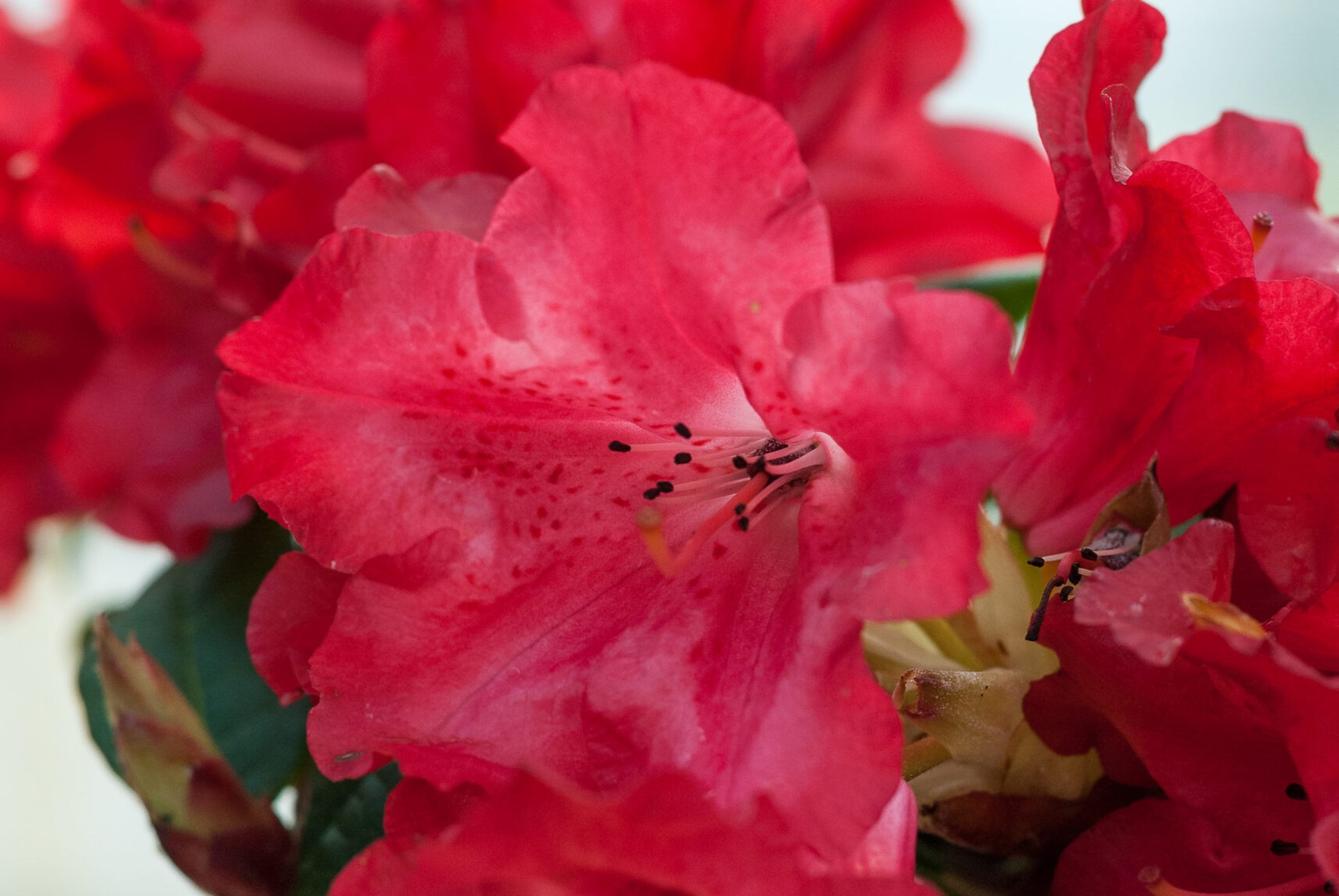 Rhodo repens - Scarlet Wonder