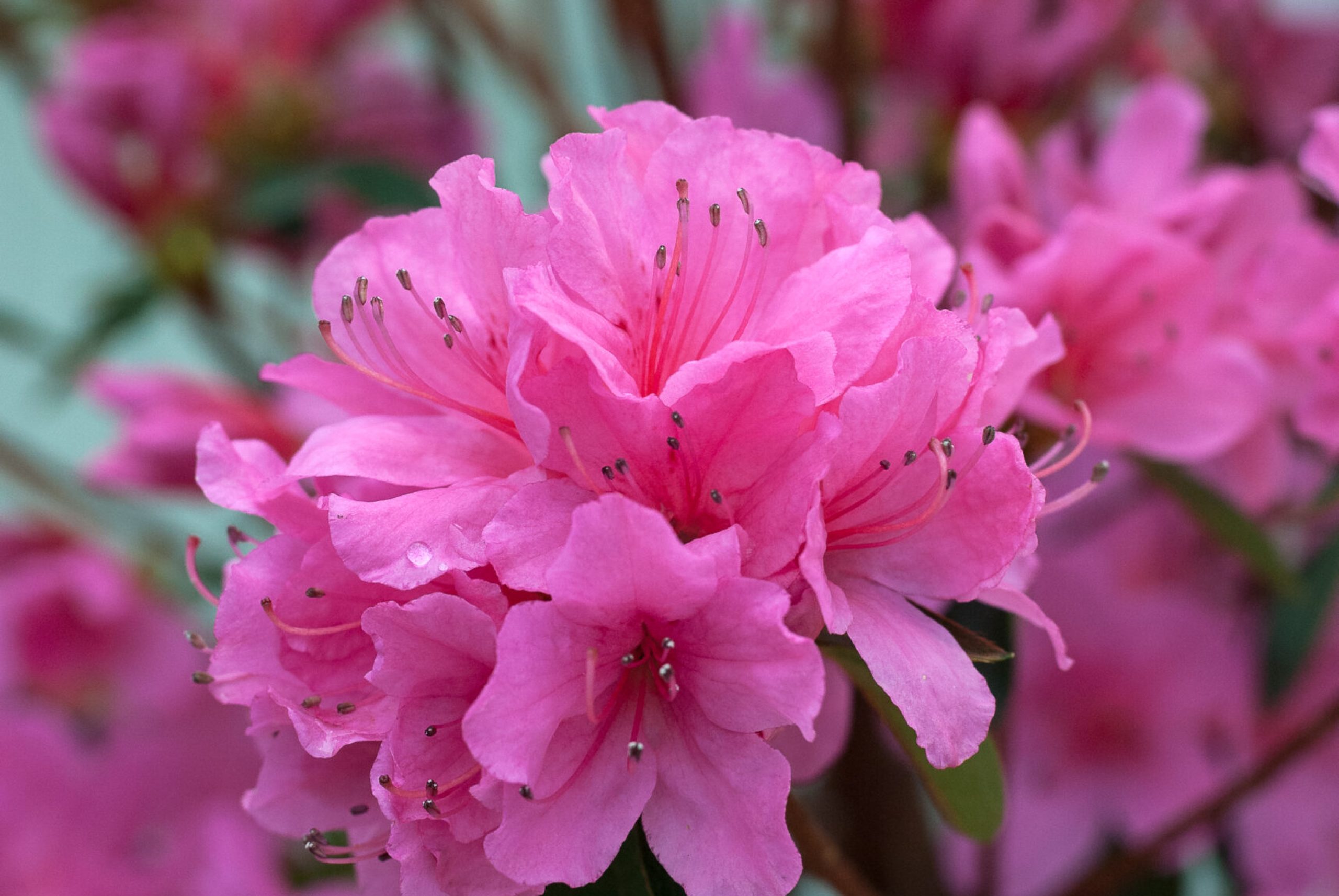 Azalea Japonica - Madame Van Hecke