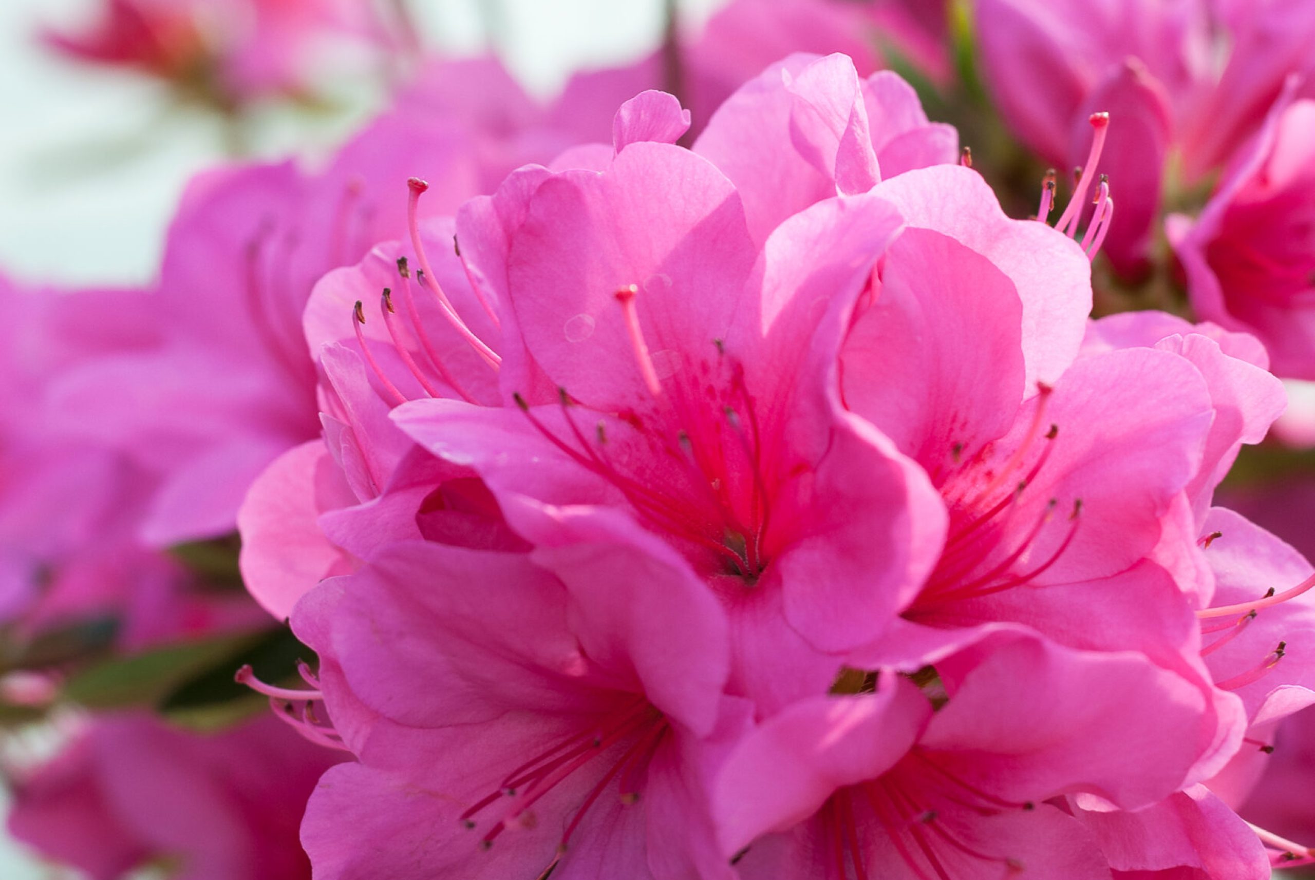 Azalea Japonica - Conny