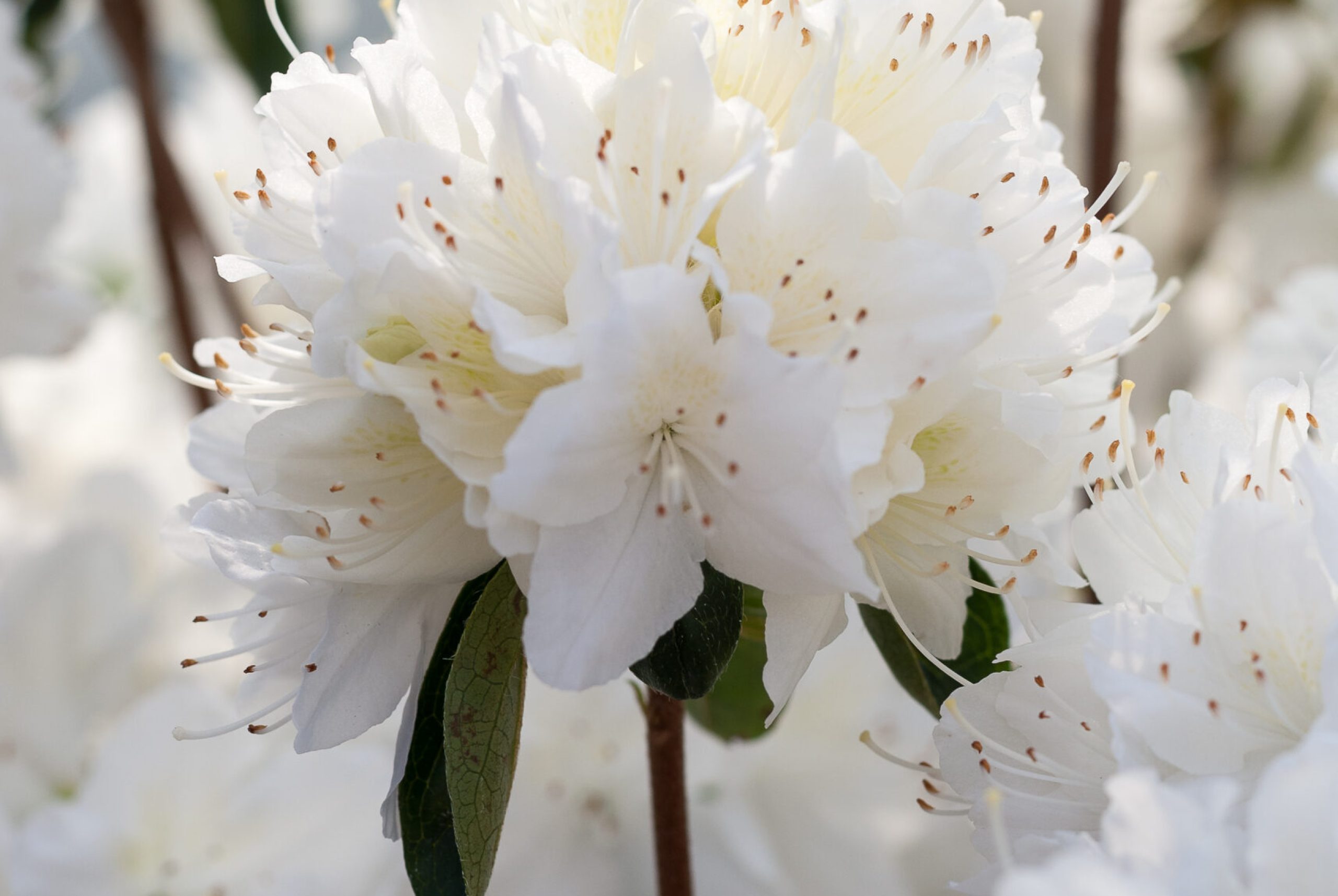 Azalea Japonica - Schneewitchen