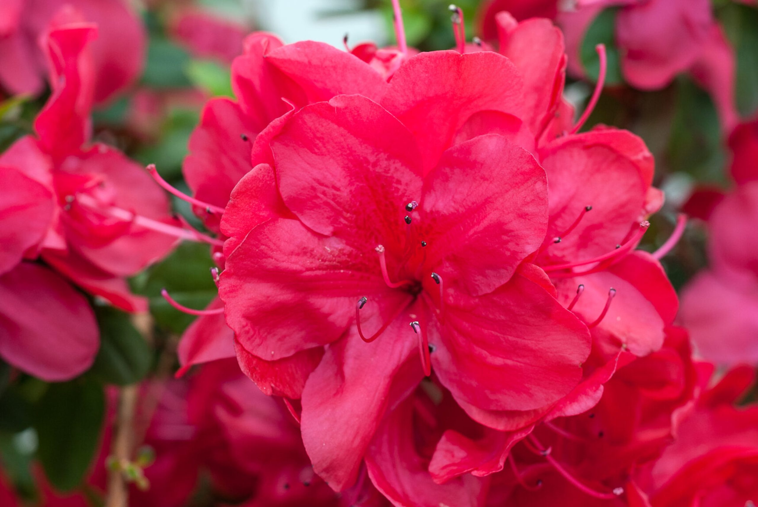 Azalea Japonica - Moederdag