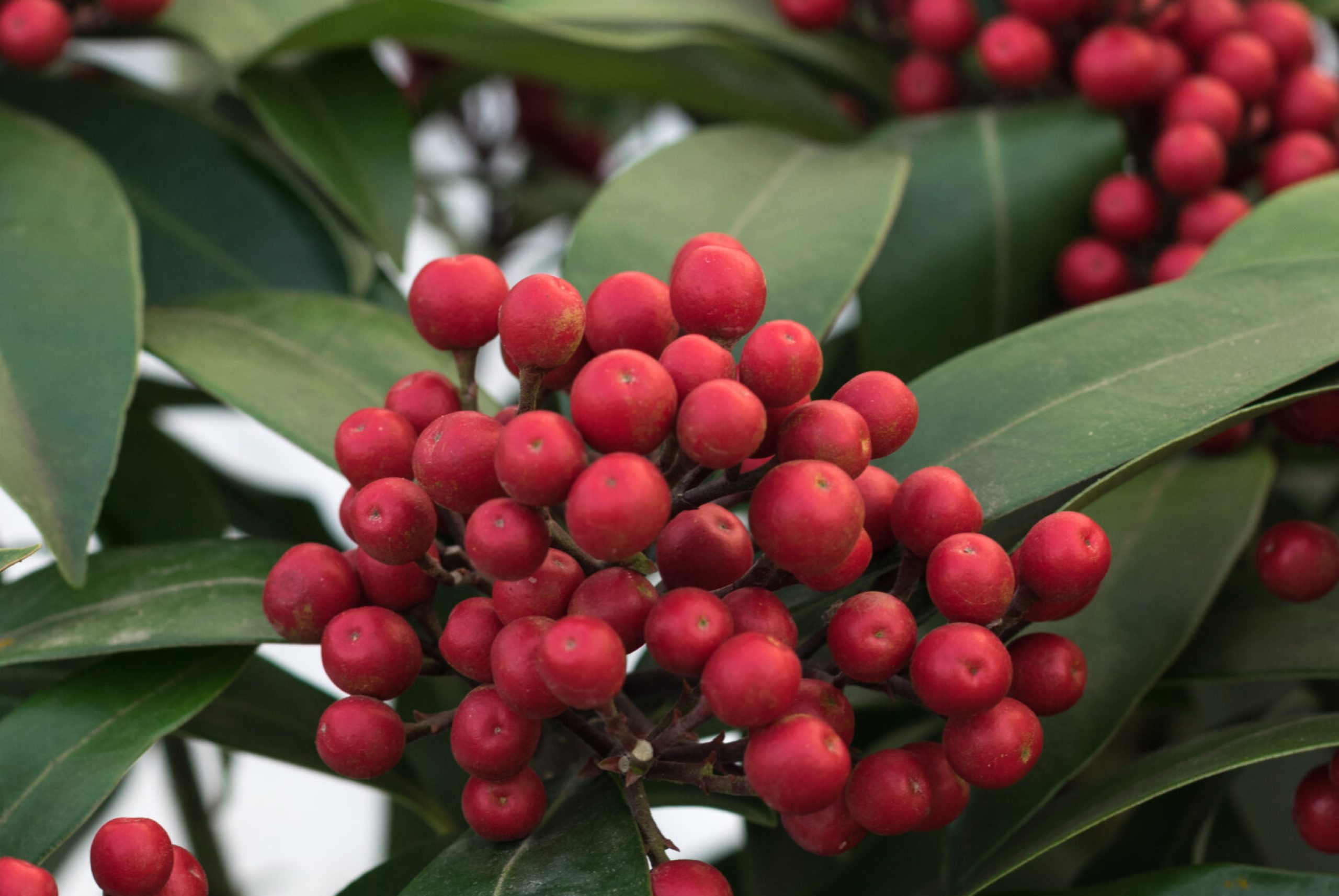 Skimmia reevesiana 'Janne' (EU-PBR)